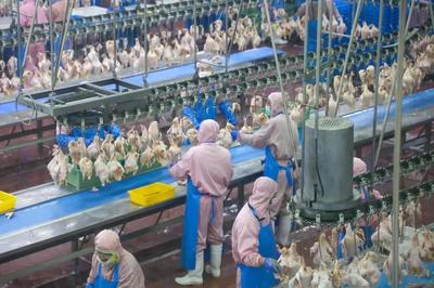 乳山預制菜企業實現年銷售額近10億元，飼料原料銷售雙輪驅動